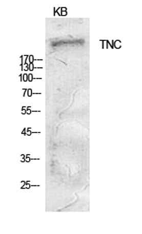 Tenascin-C rabbit pAb
