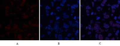 ABCG2 rabbit pAb