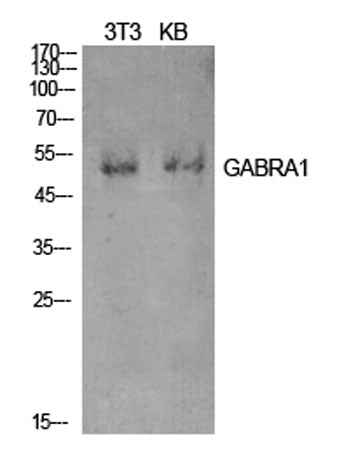 GABAA Rα1 rabbit pAb