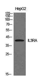 IL-3Rα rabbit pAb