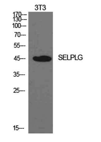 PSGL-1 rabbit pAb