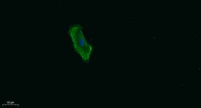 Talin-1 rabbit pAb