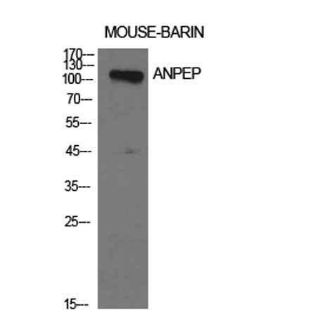 CD13 rabbit pAb