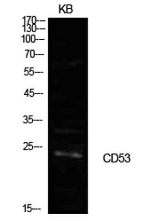 CD53 rabbit pAb