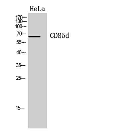 CD85d rabbit pAb