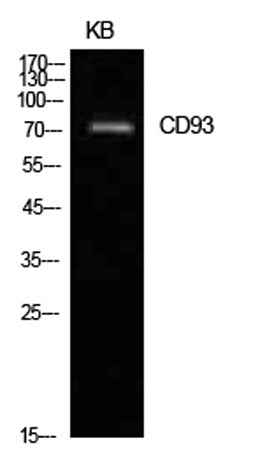 CD93 rabbit pAb