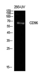 CD96 rabbit pAb