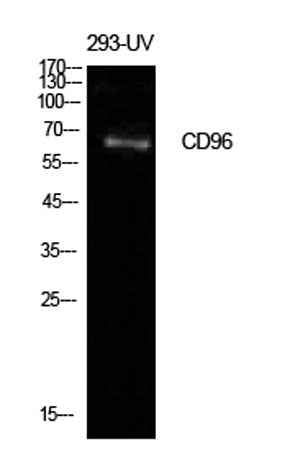 CD96 rabbit pAb
