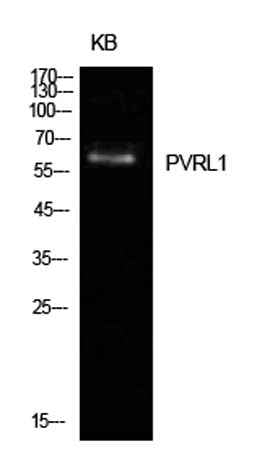 Nectin 1 rabbit pAb