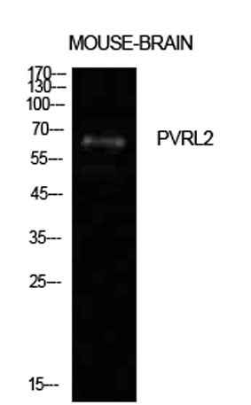 Nectin 2 rabbit pAb