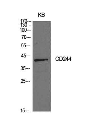 CD244 rabbit pAb