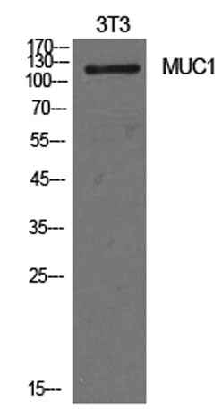 Mucin 1 rabbit pAb