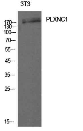 CD232 rabbit pAb