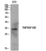 CD267 rabbit pAb