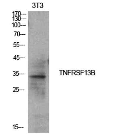 CD267 rabbit pAb