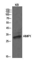 EMAP II rabbit pAb