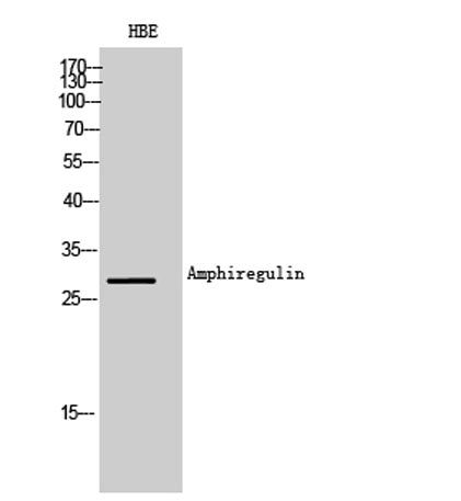 Amphiregulin rabbit pAb 50µL/100µL