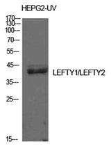 Lefty rabbit pAb