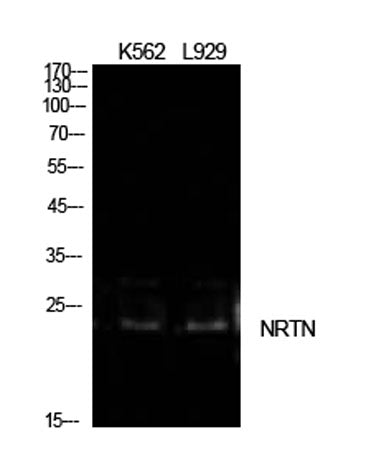 NTN rabbit pAb 50µL/100µL