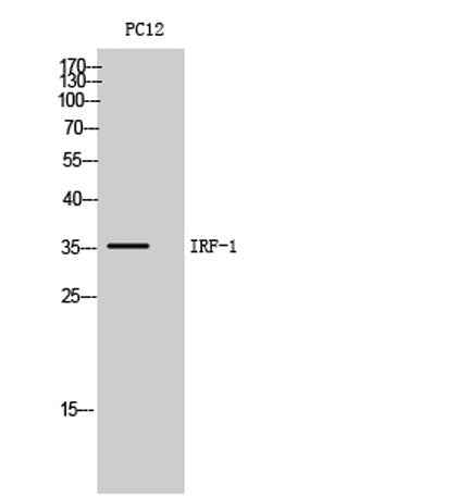 IRF-1 rabbit pAb
