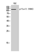 Tie-2 (phospho Tyr992) rabbit pAb