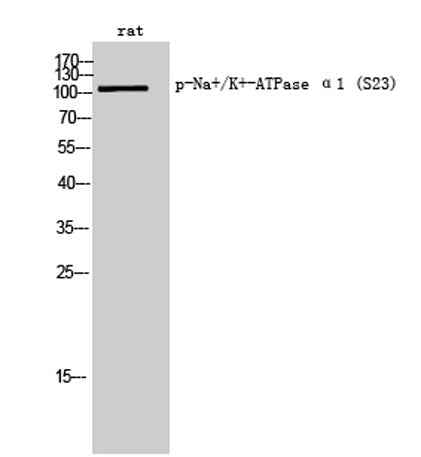 Na+/K+-ATPase α1 (phospho Ser23) rabbit pAb
