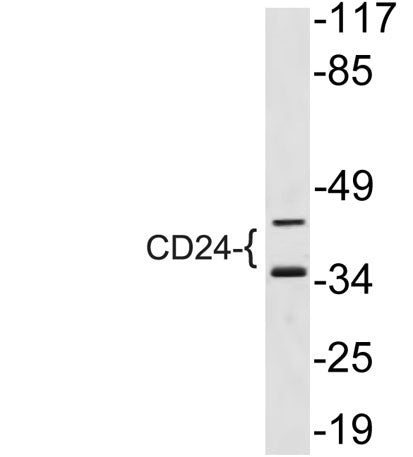 CD24 rabbit pAb 50µL/100µL