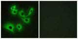 R-cadherin rabbit pAb