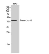 Connexin 45 rabbit pAb