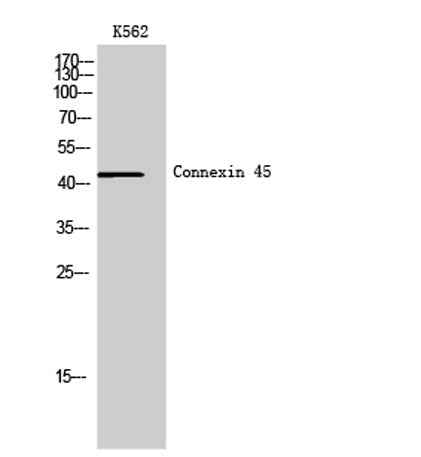 Connexin 45 rabbit pAb