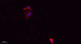 DRP1 (phospho Ser637) rabbit pAb