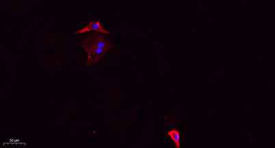 DRP1 (phospho Ser637) rabbit pAb