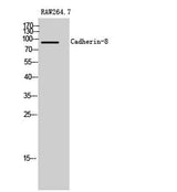 Cadherin-8 rabbit pAb