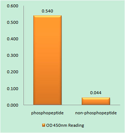p57 (phospho Thr310) rabbit pAb 50µL/100µL