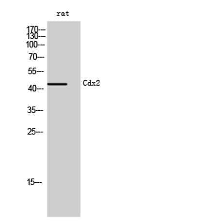 Cdx2 rabbit pAb