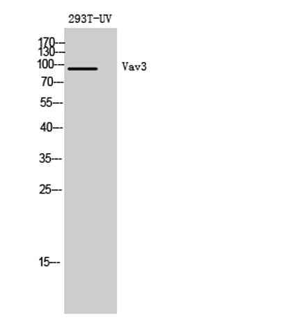Vav3 rabbit pAb