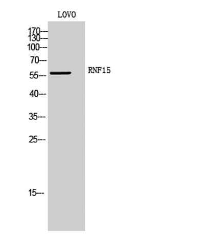 RNF15 rabbit pAb