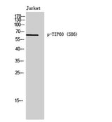 TIP60 (phospho Ser86) rabbit pAb