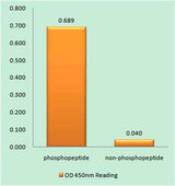 CENP-A (phospho Ser7) rabbit pAb