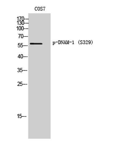 DNAM-1 (phospho Ser329) rabbit pAb