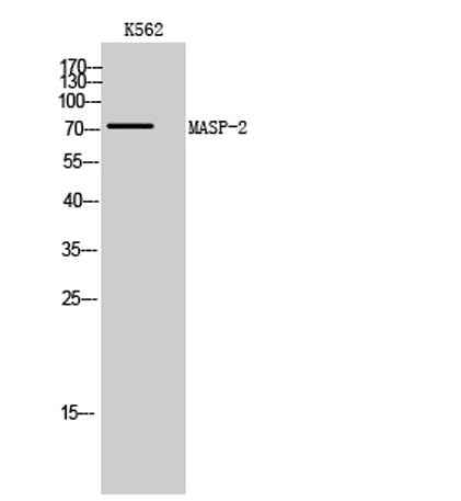 MASP-2 rabbit pAb