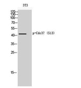 Cdc37 (phospho Ser13) rabbit pAb