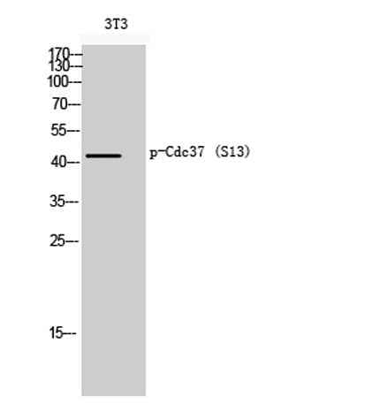 Cdc37 (phospho Ser13) rabbit pAb
