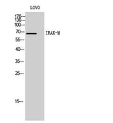IRAK-M rabbit pAb