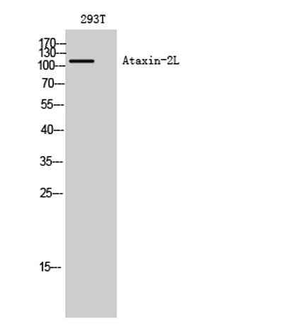 Ataxin-2L rabbit pAb