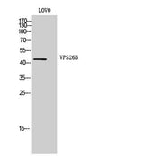 VPS26B rabbit pAb