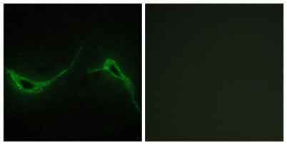 A Cyclase VII rabbit pAb