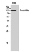 Rhophilin rabbit pAb
