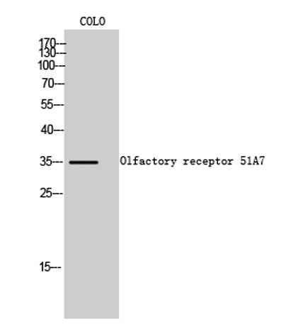 Olfactory receptor 51A7 rabbit pAb