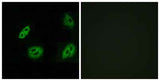Olfactory receptor 4B1 rabbit pAb